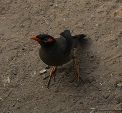Acridotheres ginginianus