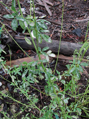 Erysiphe trifoliorum