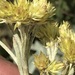 Helichrysum oreophilum - Photo (c) David Hoare, μερικά δικαιώματα διατηρούνται (CC BY-NC), uploaded by David Hoare