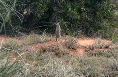 Suricata suricatta