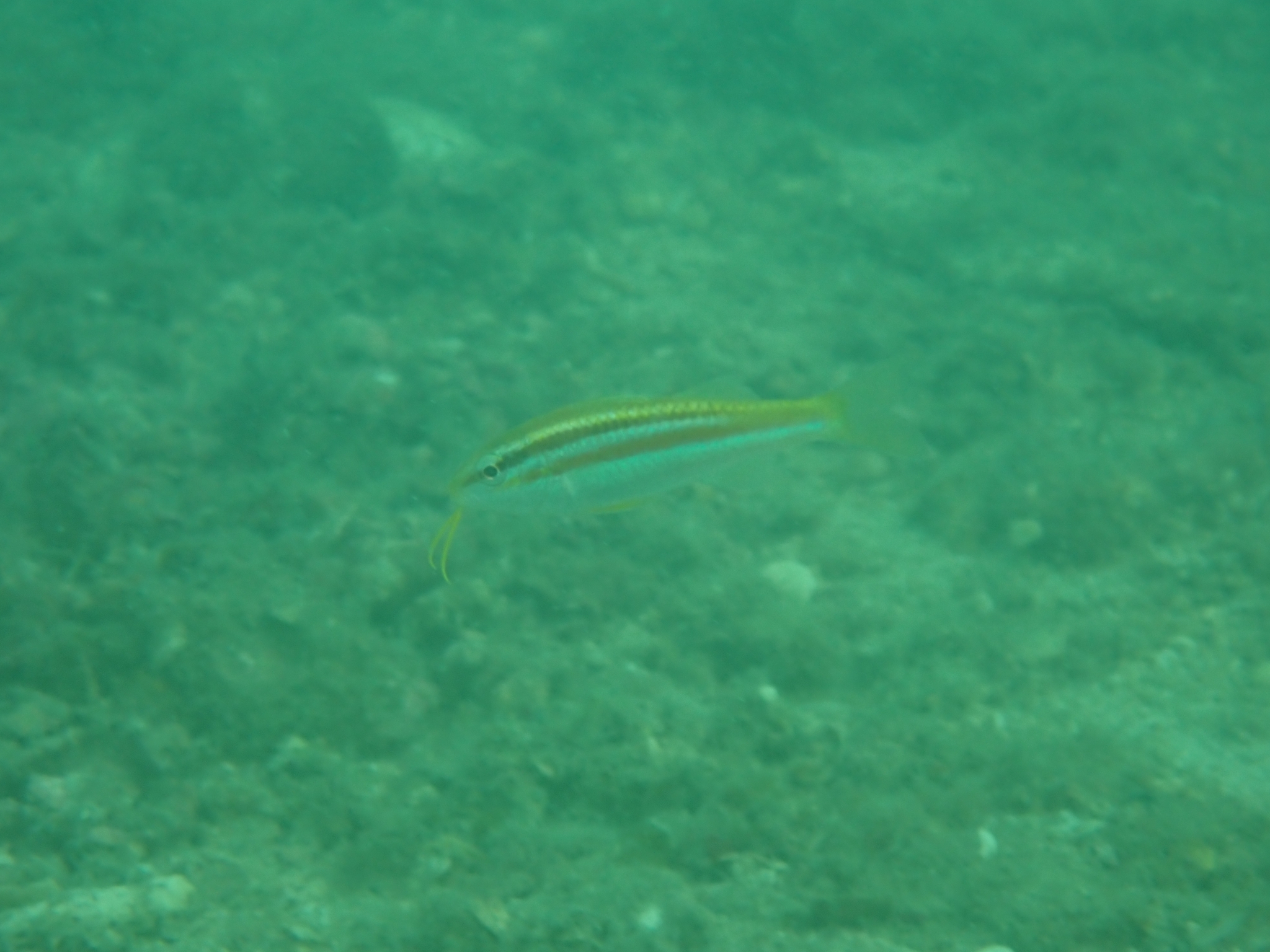 Pointed Goatfish photo 3