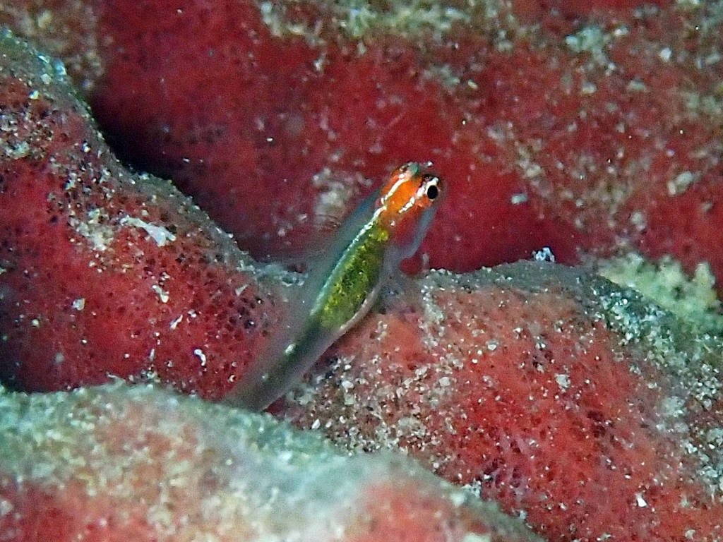Red-Headed Dwarfgoby photo 4