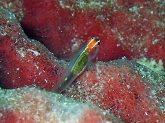 Red-Headed Dwarfgoby photo 2