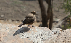Oenanthe fusca
