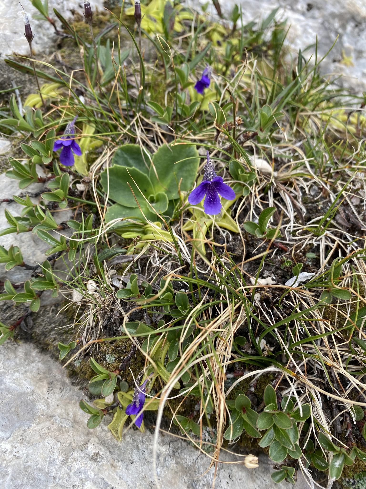 Pinguicula fiorii Tammaro & Pace 2