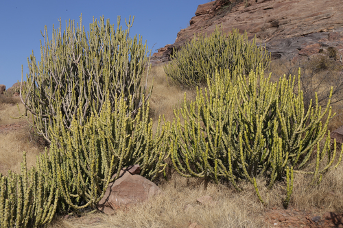 Euphorbia caducifolia Haines