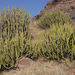 Euphorbia caducifolia - Photo (c) Massimiliano Finzi,  זכויות יוצרים חלקיות (CC BY-NC-ND), הועלה על ידי Massimiliano Finzi