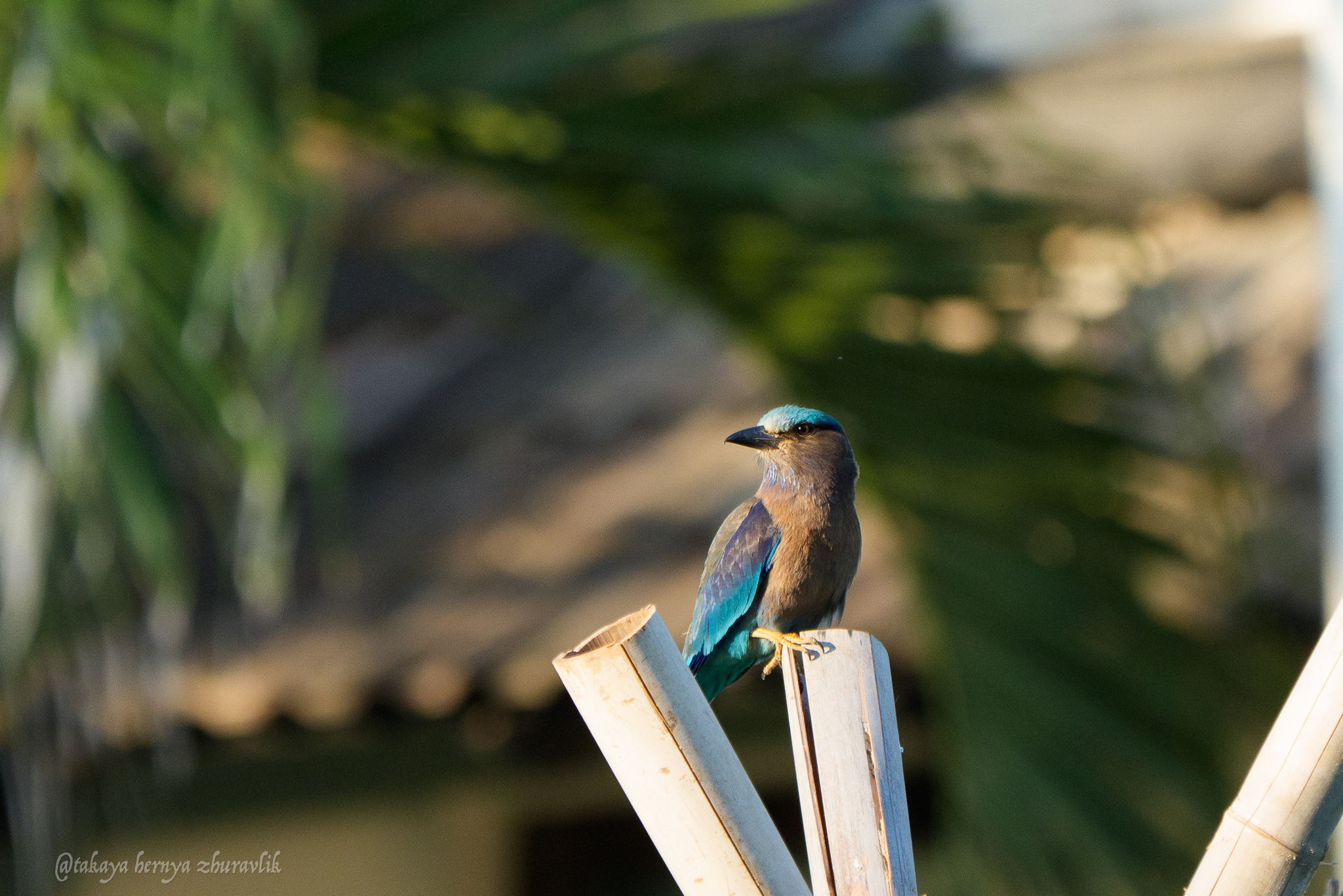 Indochinese Roller (Coracias affinis), photo 2