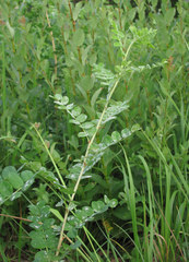 Erysiphe palczewskii