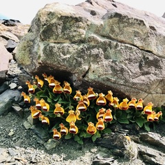 Calceolaria uniflora