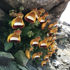 Calceolaria uniflora
