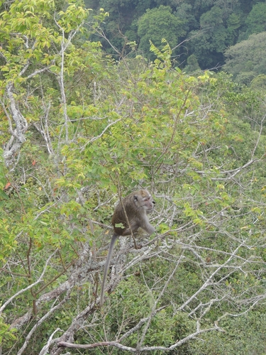 Long-tailed Macaque