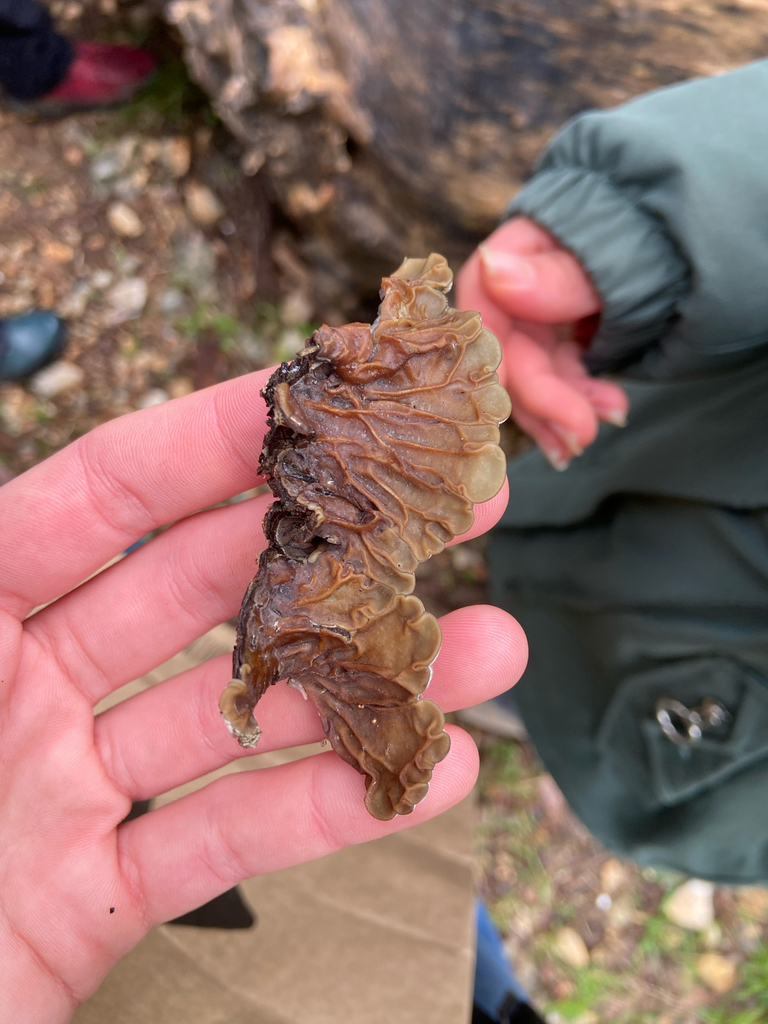 Auricularia mesenterica · January 2026 · photo: © danivlost (iNaturalist, cc0)