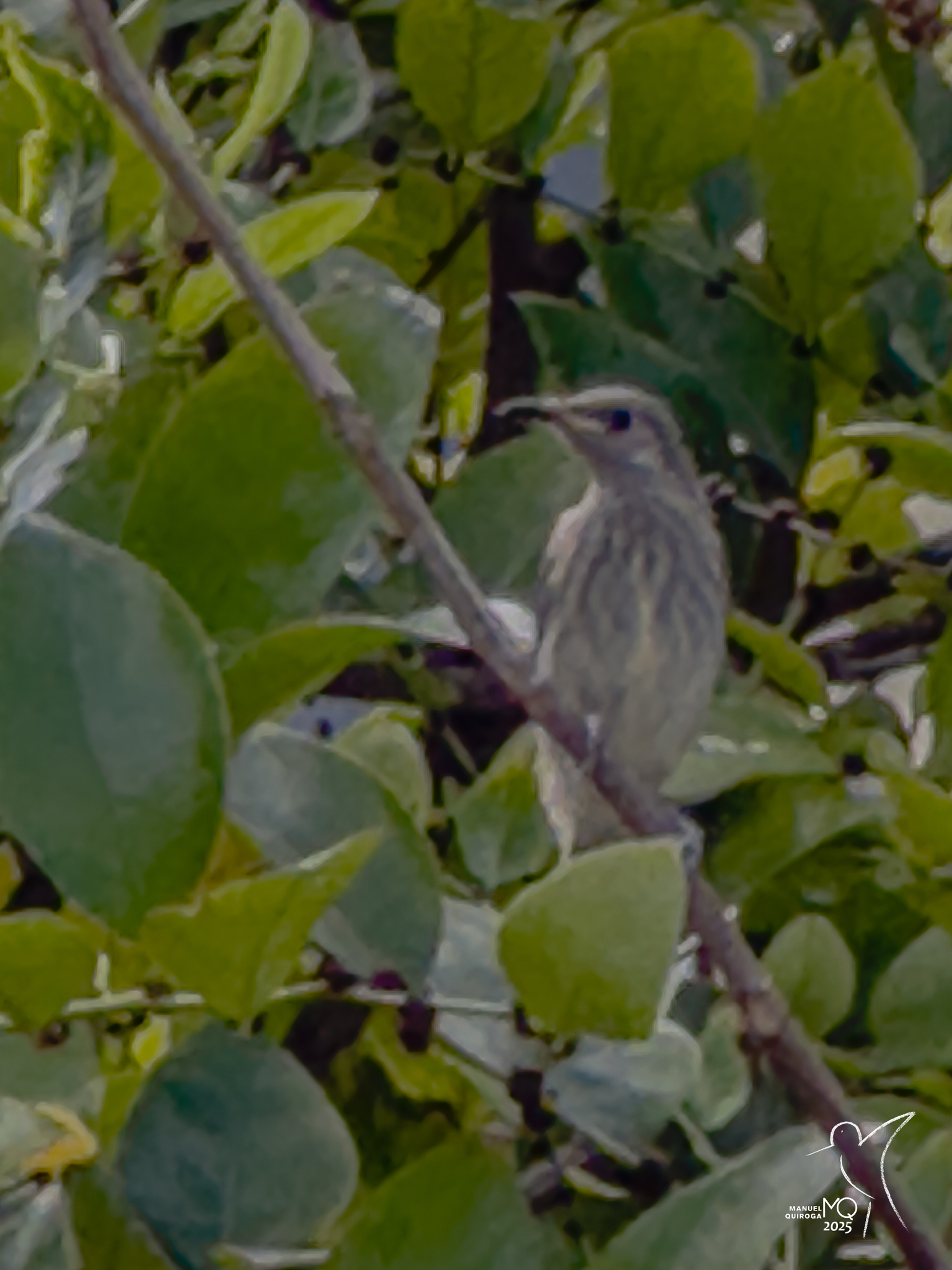 Silver-eared Honeyeater (Lichmera alboauricularis), photo 1