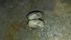 Ruditapes philippinarum