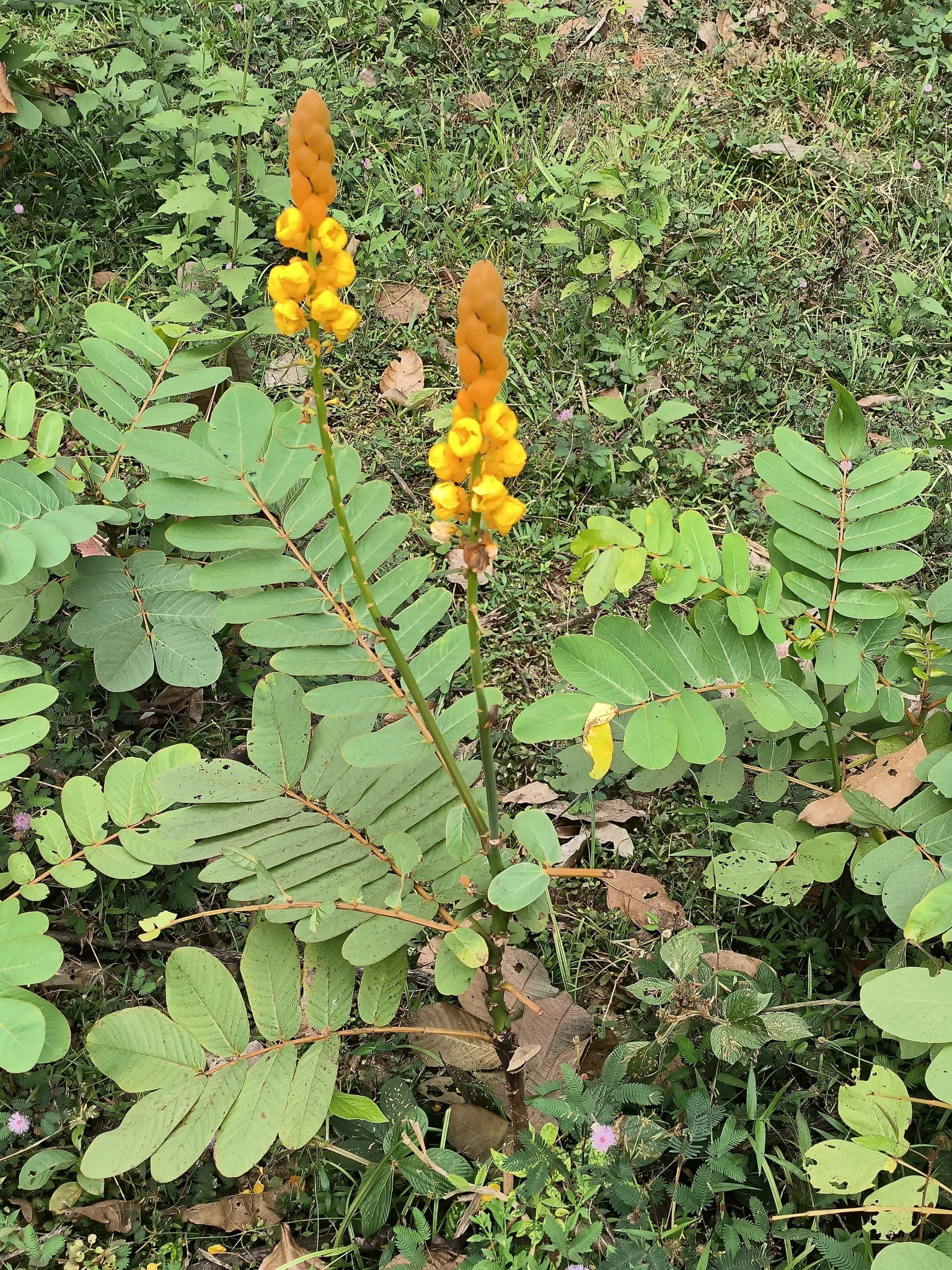 Senna alata (Senna alata)