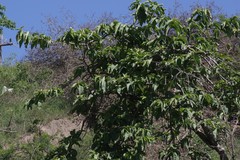 Vangueria infausta