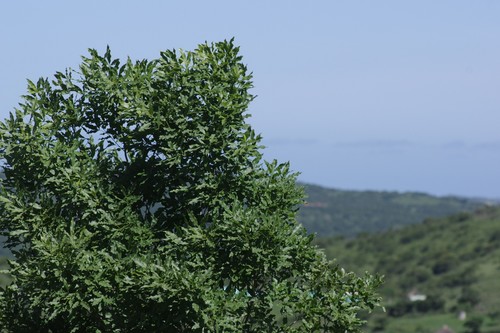 white-ironwood