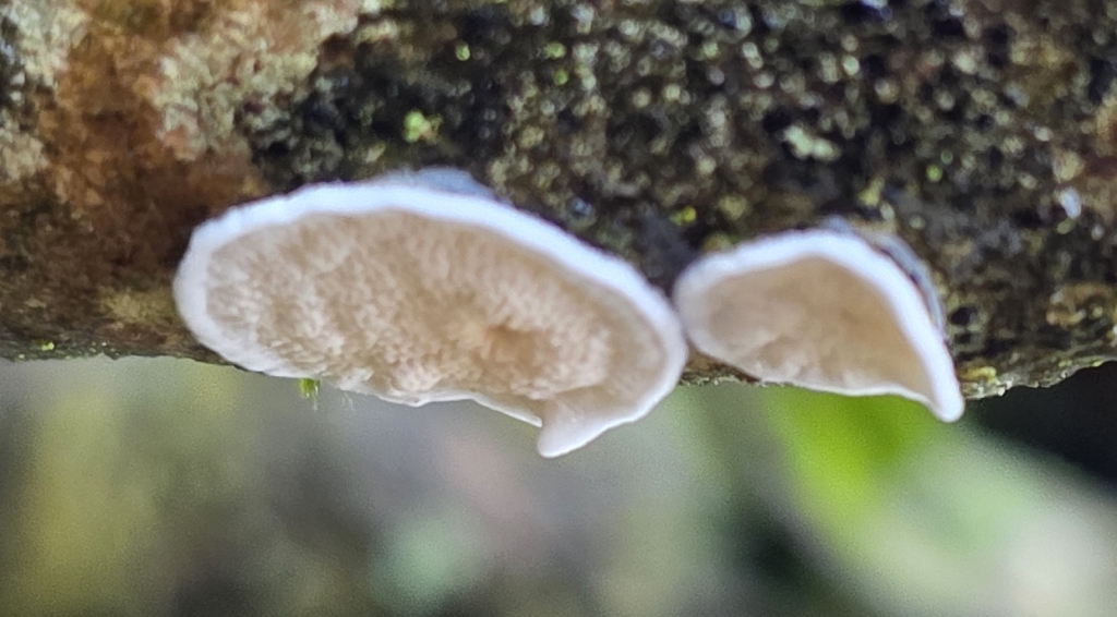 Byssomerulius corium · February 2026 · photo: © sabear (iNaturalist, cc0)