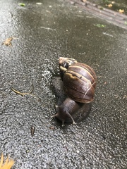 Lissachatina fulica