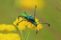 Hypocrites claviger claviger