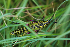 Orthoptera