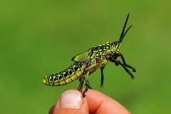 Orthoptera