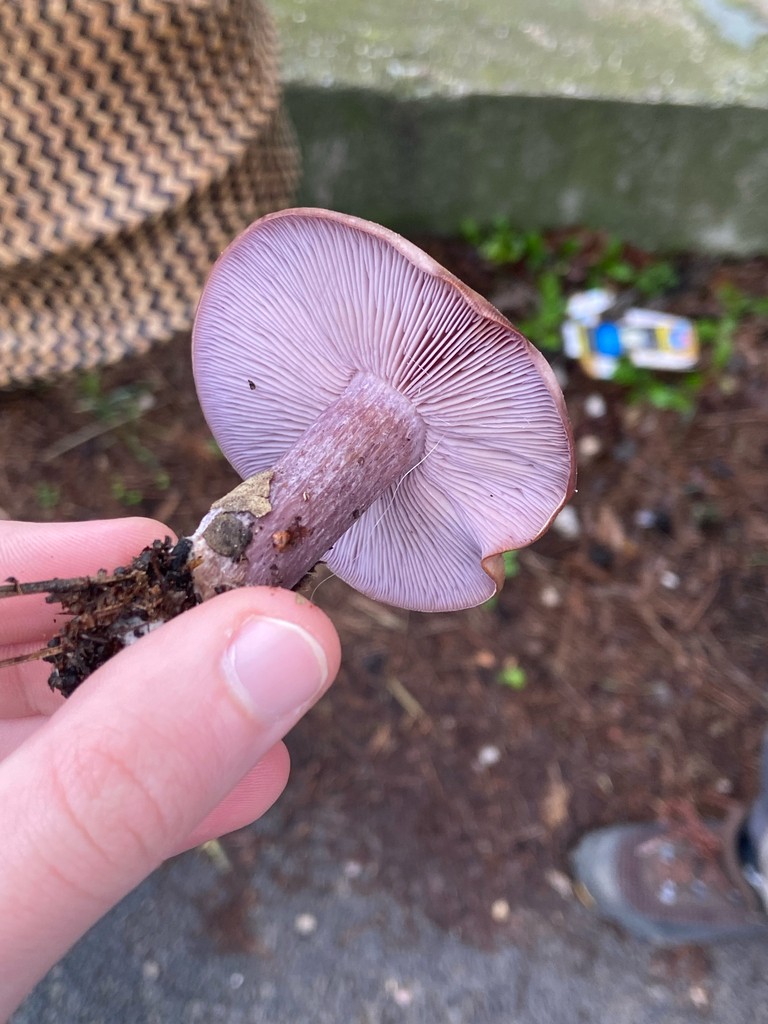 Collybia nuda · January 2026 · photo: © danivlost (iNaturalist, cc0)