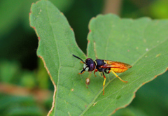 Philanthus triangulum diadema