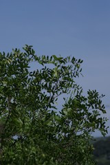 Ptaeroxylon obliquum