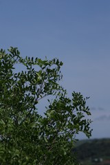 Ptaeroxylon obliquum