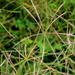 Spider Web Chloris - Photo (c) tjeerd, some rights reserved (CC BY-NC), uploaded by tjeerd
