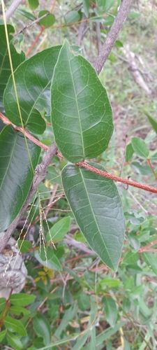 Smooth-Leaved Paddlepod (Elachyptera parvifolia)