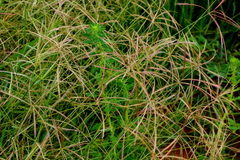 Chloris pycnothrix
