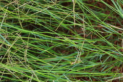 Chloris pycnothrix