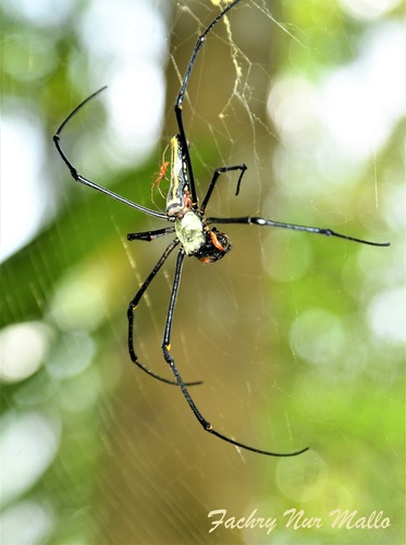 Giant Golden Orbweaver