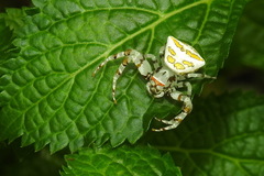 Thomisus okinawensis