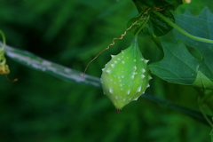 Momordica balsamina