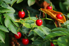Solanum seaforthianum