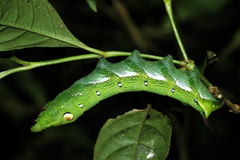 Xylophanes germen