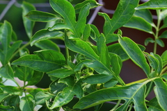 Solanum seaforthianum