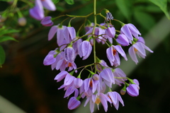 Solanum seaforthianum