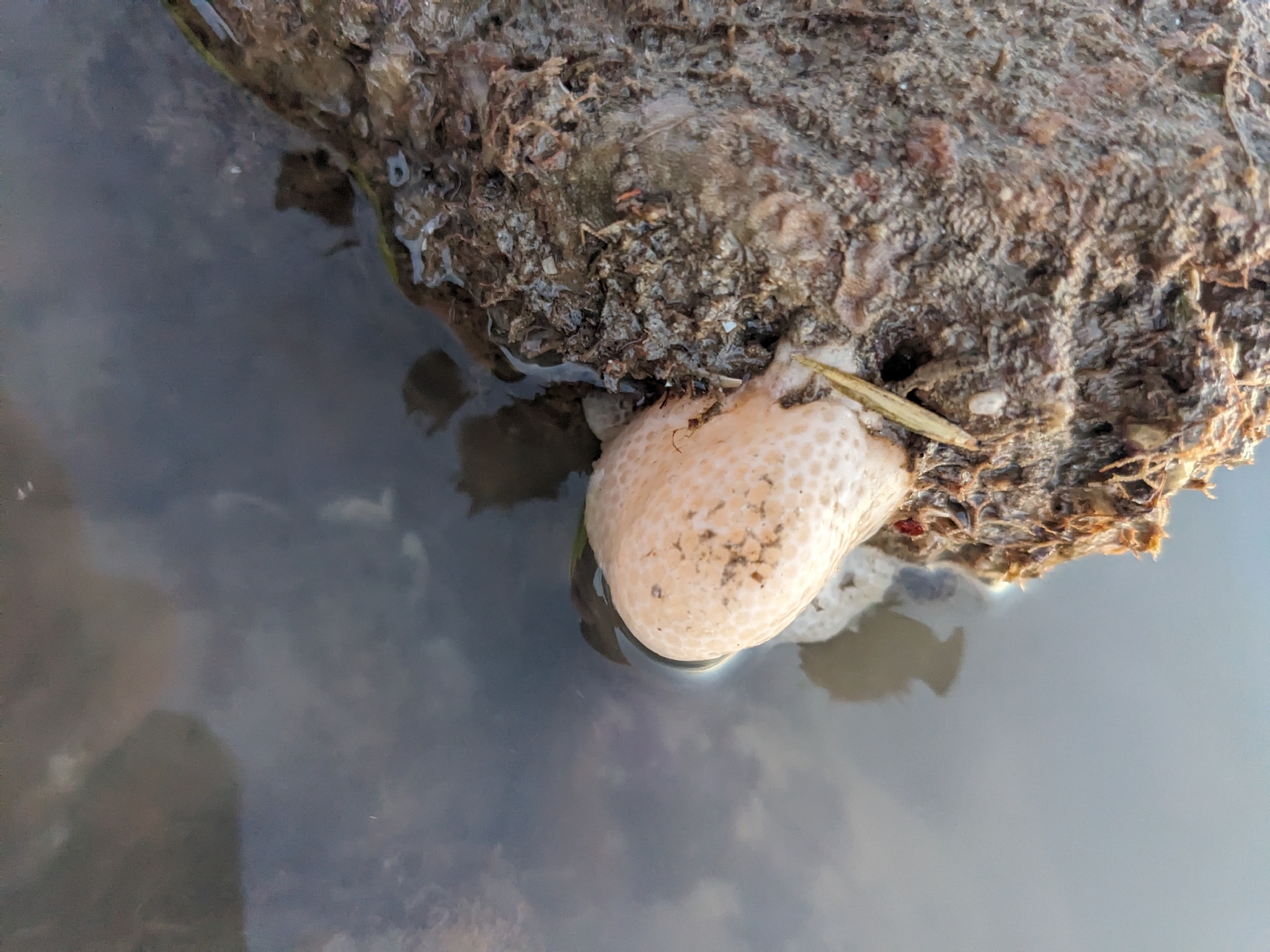 Alcyonium digitatum Linnaeus, 1758