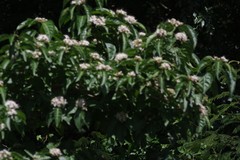 Justicia adhatodoides