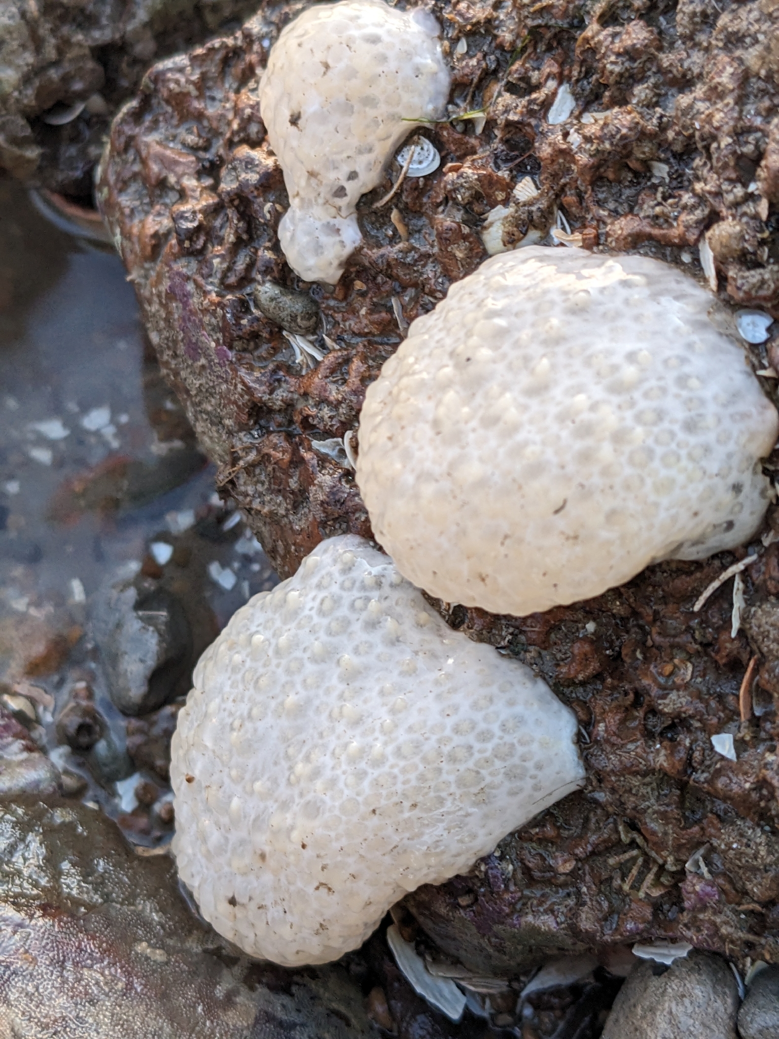 Alcyonium digitatum Linnaeus, 1758