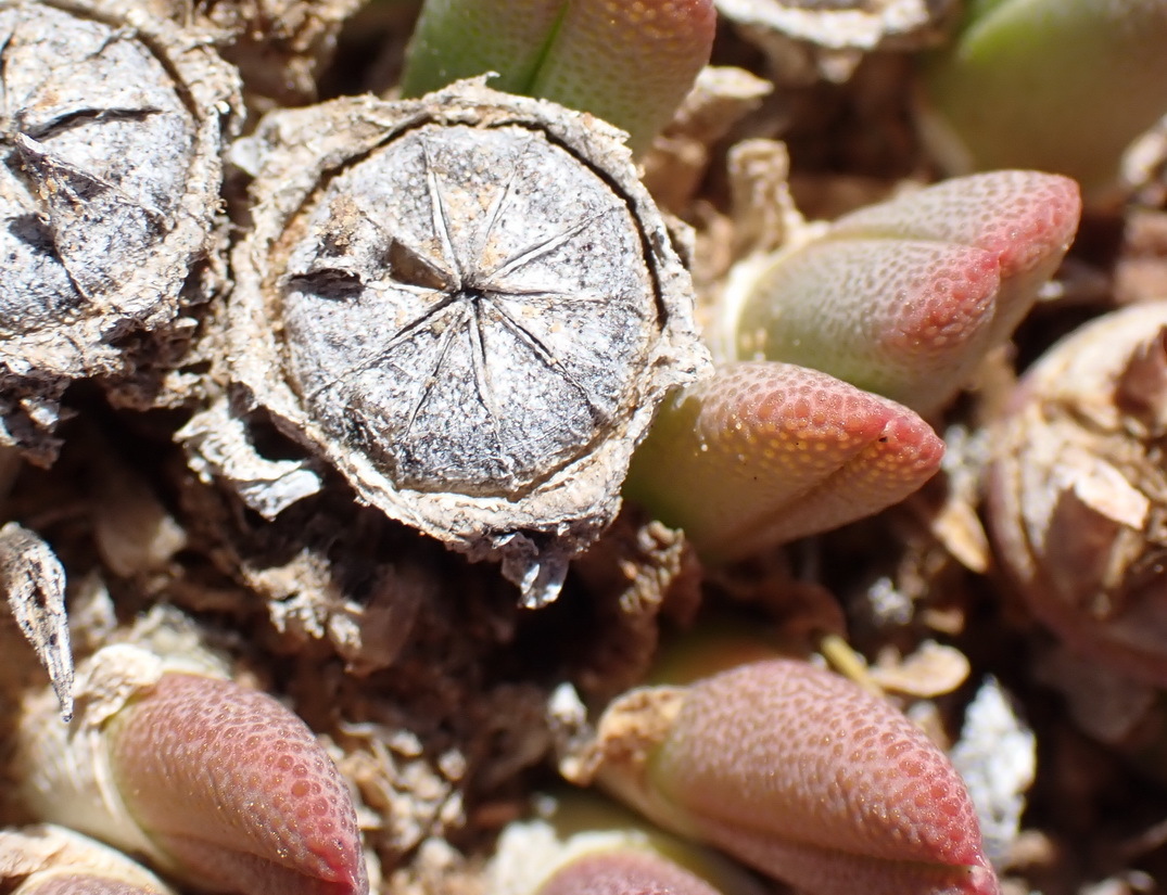 Fag Clockfig (Cheiridopsis namaquensis)
