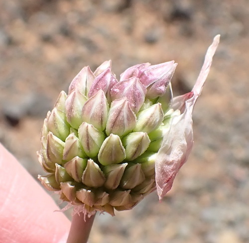 Cape Onion (Allium synnotii)