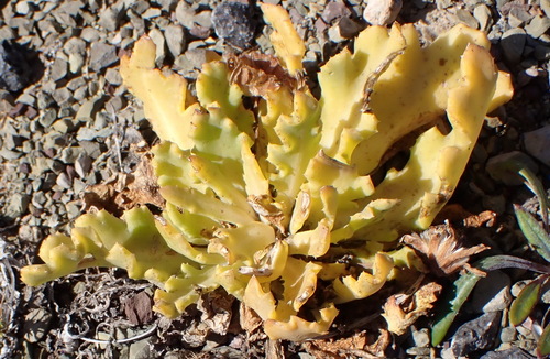 Lobeleaf Babooncabbage (Othonna auriculifolia)