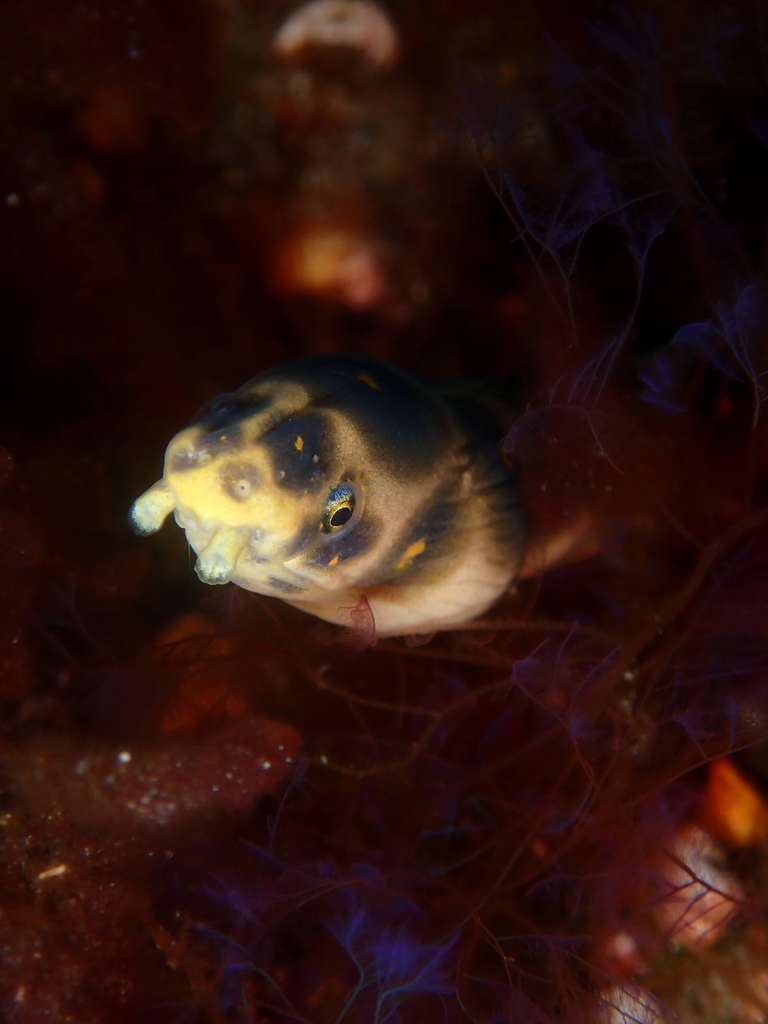 Leopard eel (Myrichthys pardalis) — Ophichthidae