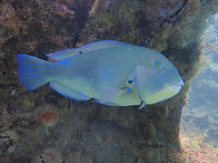 Choerodon schoenleinii